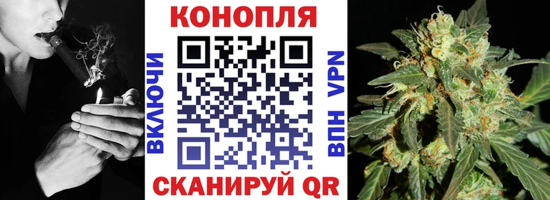 Конопля сатива  Чкаловск 